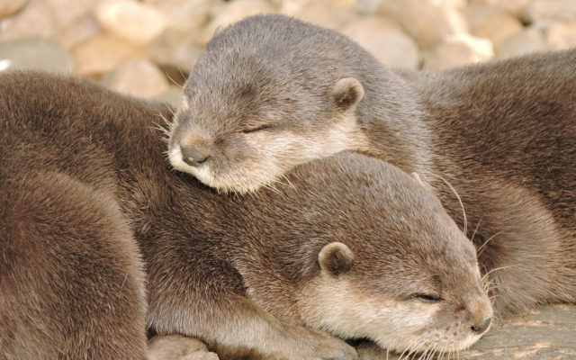 You Otter Get Some Sleep